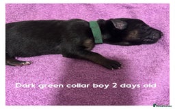 German Shepherd dogs for sale: German shepherd puppies  - Image 2