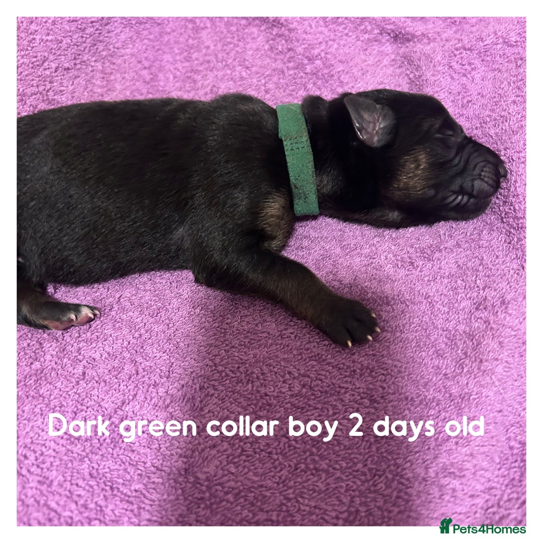 German Shepherd dogs for sale: German shepherd puppies  - Image 2