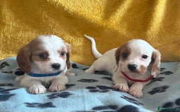 Cavapoo dogs for sale: Cavapoo x cavalier King Charles puppies  - Image 11