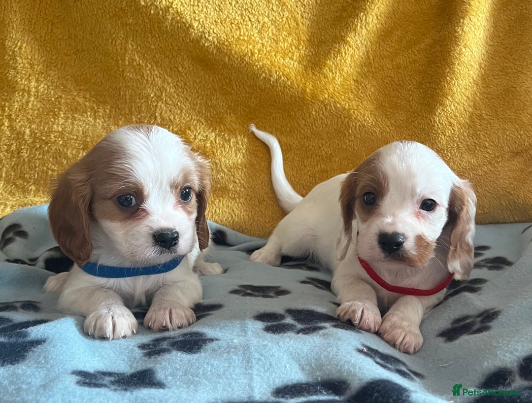Cavapoo dogs for sale: Cavapoo x cavalier King Charles puppies  - Image 11