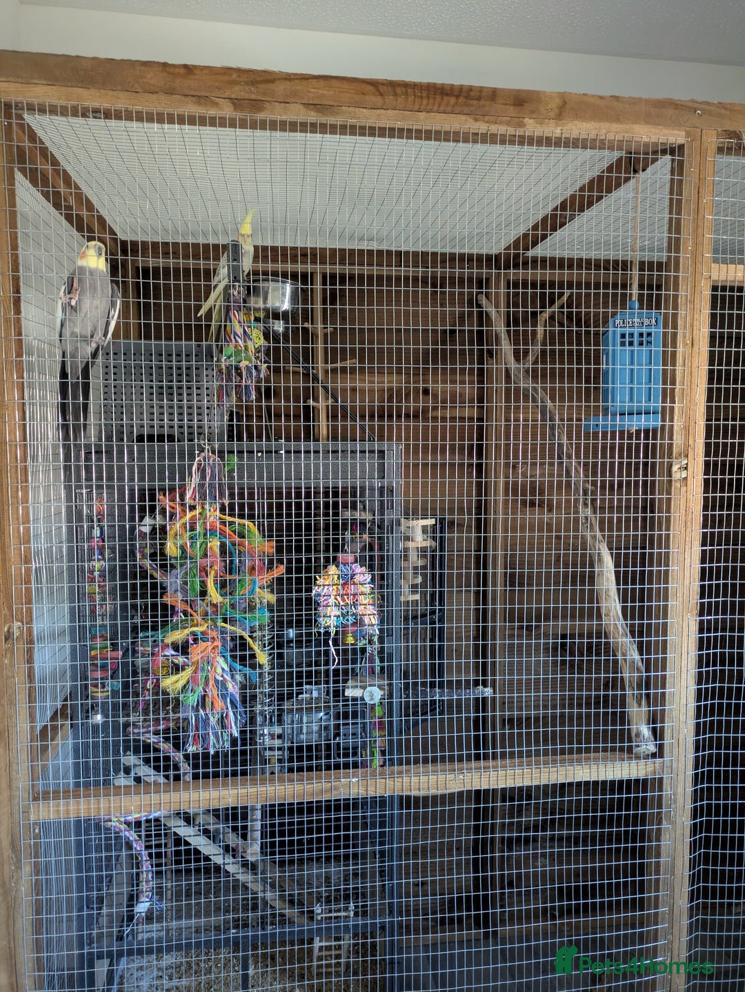 Cockatiels birds for sale: Bonded male and female cockatiel - Advert 5