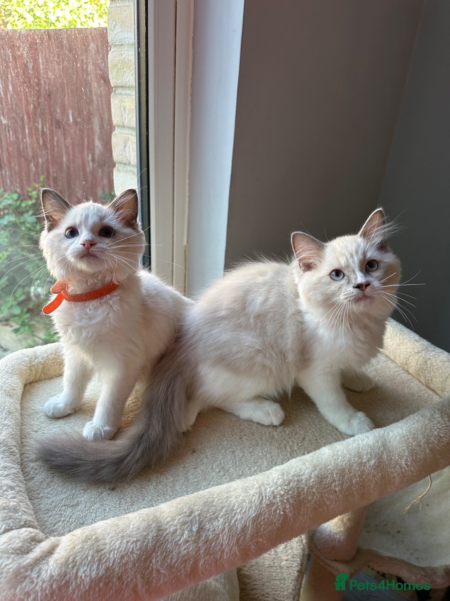Ragdoll cats  TICA Quality Beautiful ragdoll kittens 😻🌟 - Advert 3