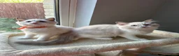 Ragdoll cats for sale:  TICA Quality Beautiful ragdoll kittens 😻🌟 - Advert 14