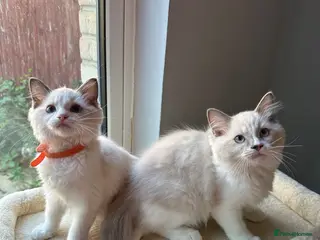 Ragdoll cats TICA Quality Beautiful ragdoll kittens 😻🌟 - Advert 3