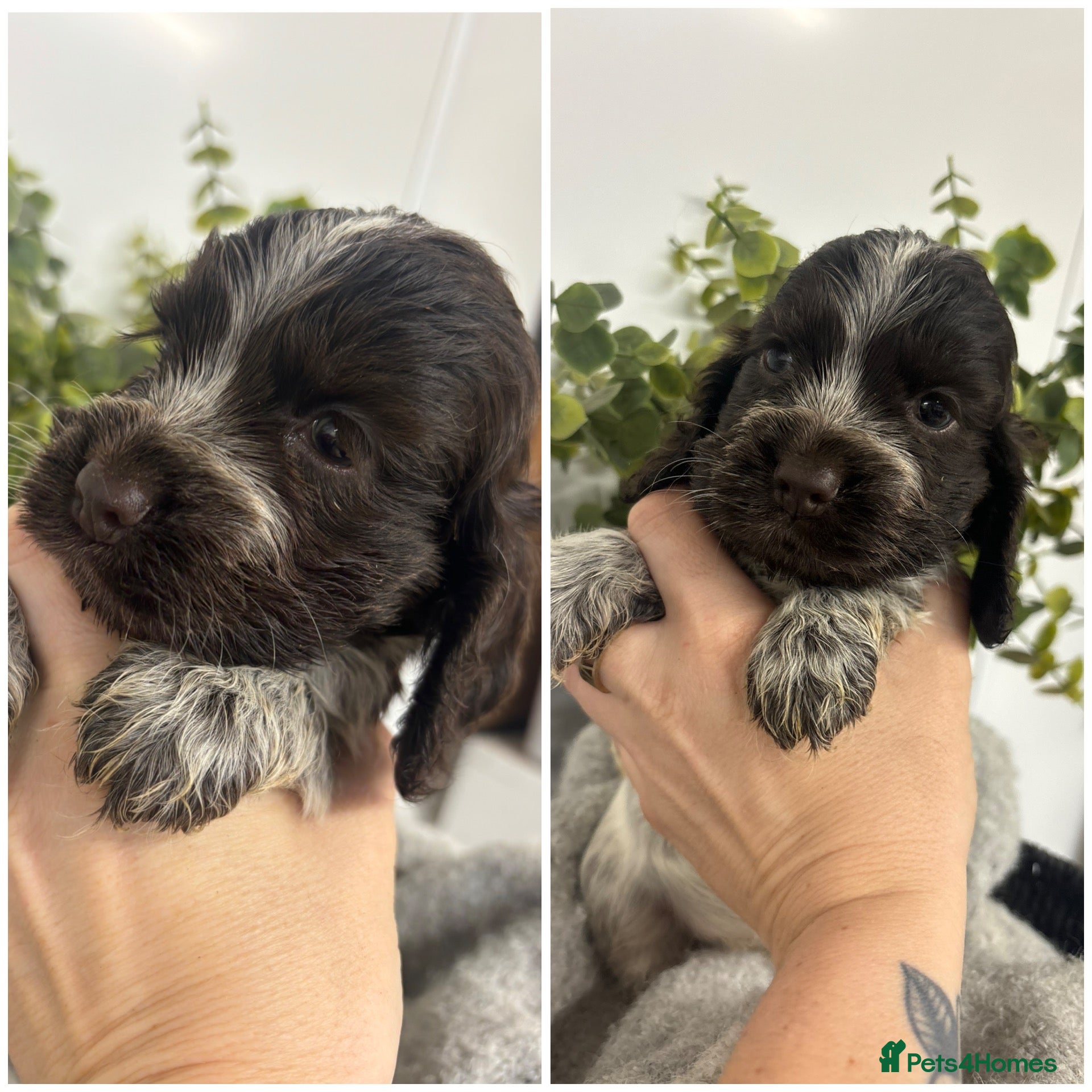Cocker Spaniel dogs for sale: 🤎 KC show cocker spaniels 🤎 - Advert 2