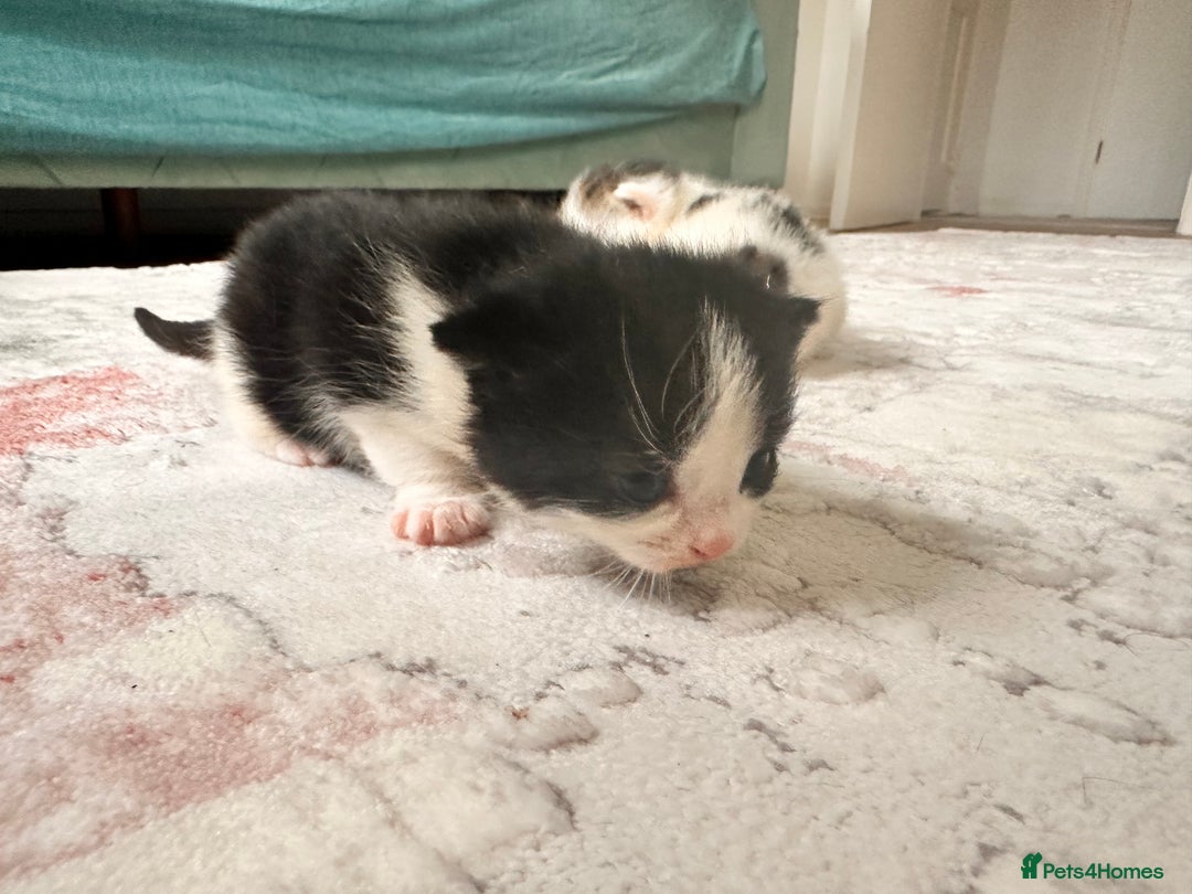 Maine Coon cats for sale: 4 kittens available  - Advert 9