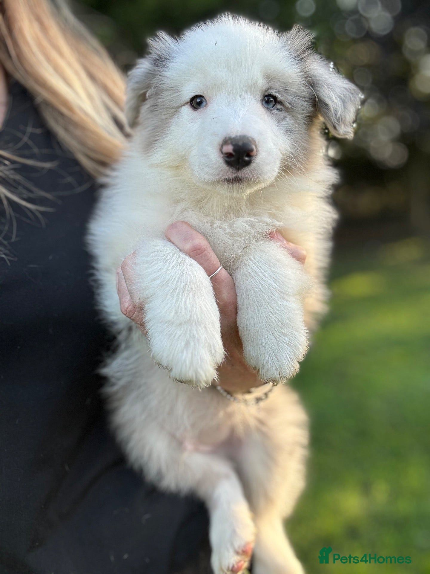 Border Collie dogs Kennel Club Reg Border Collie Puppies For Sale - Advert 2