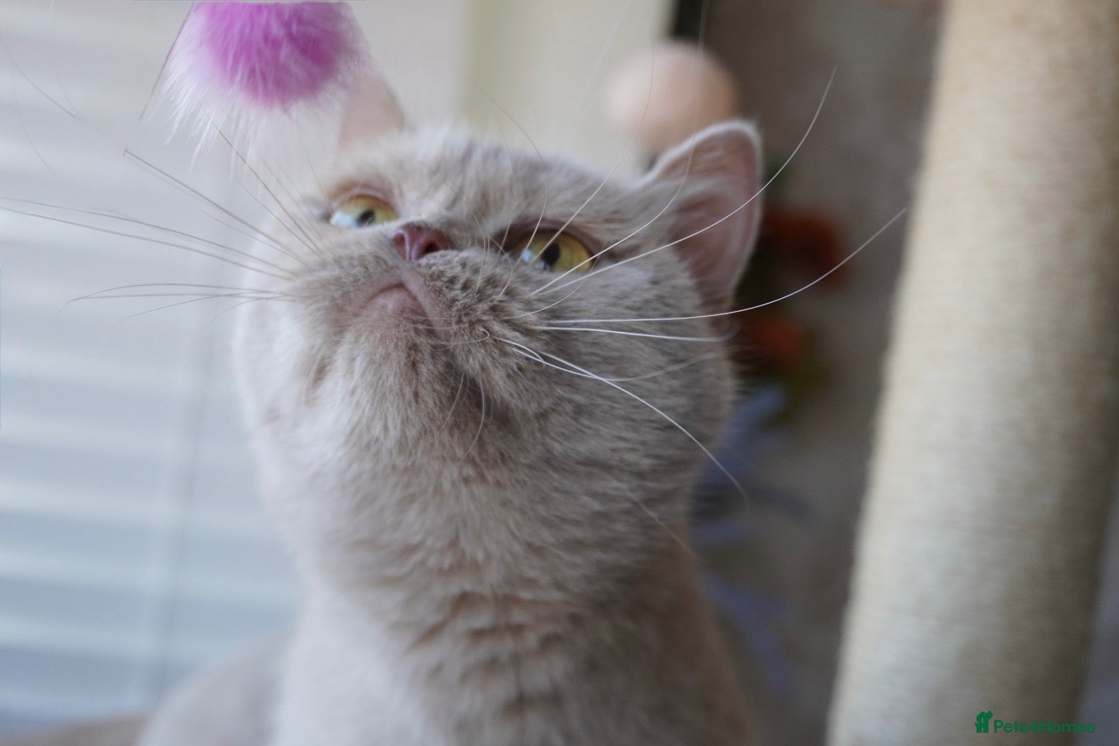 Scottish Fold cats for sale: ⚜️Beautiful Nina⚜️ - Advert 2