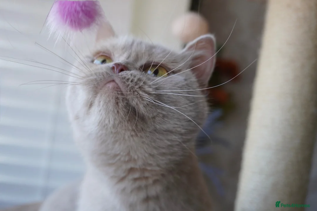 Scottish Fold cats for sale: ⚜️Beautiful Nina⚜️ - Advert 2