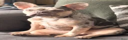 French Bulldog dogs for sale: Lilac & Tan Merle Frenchie Experienced Home only - Advert 2