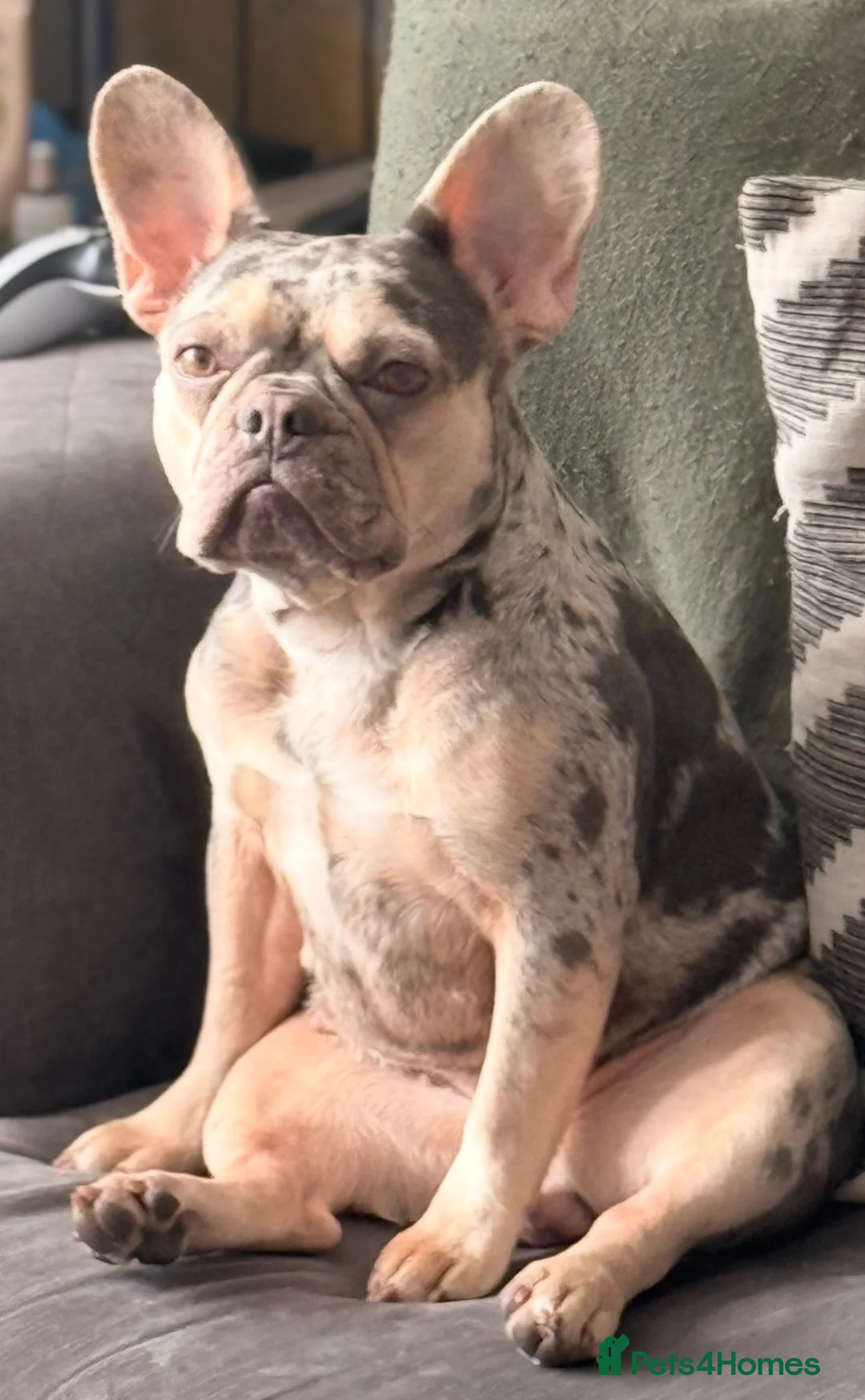 French Bulldog dogs for sale: Lilac & Tan Merle Frenchie Experienced Home only - Advert 2
