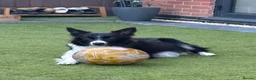 Mixed Breed dogs for sale: Border collie x Belgian Malinois  in Derby - Advert 2