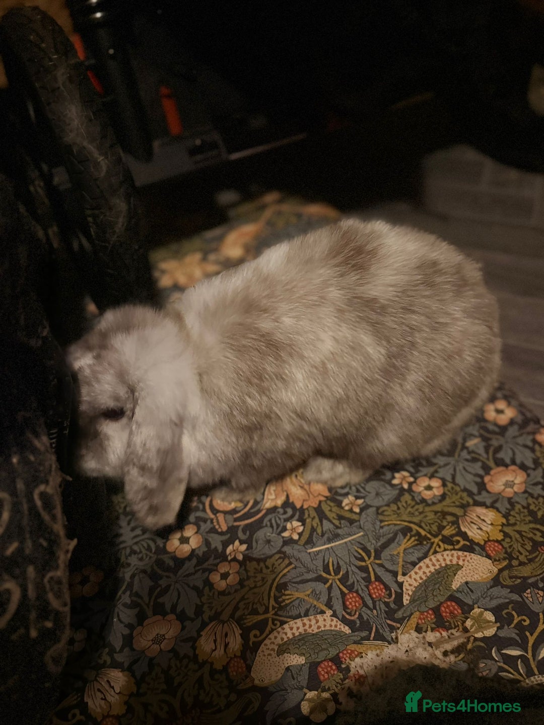 Mini Lop rabbits for sale: Chocolate magpie mini lop  - Advert 1