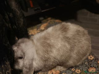 Mini Lop rabbits Chocolate magpie mini lop - please read - Advert 4