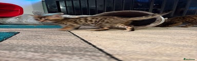 Bengal Kitten 1