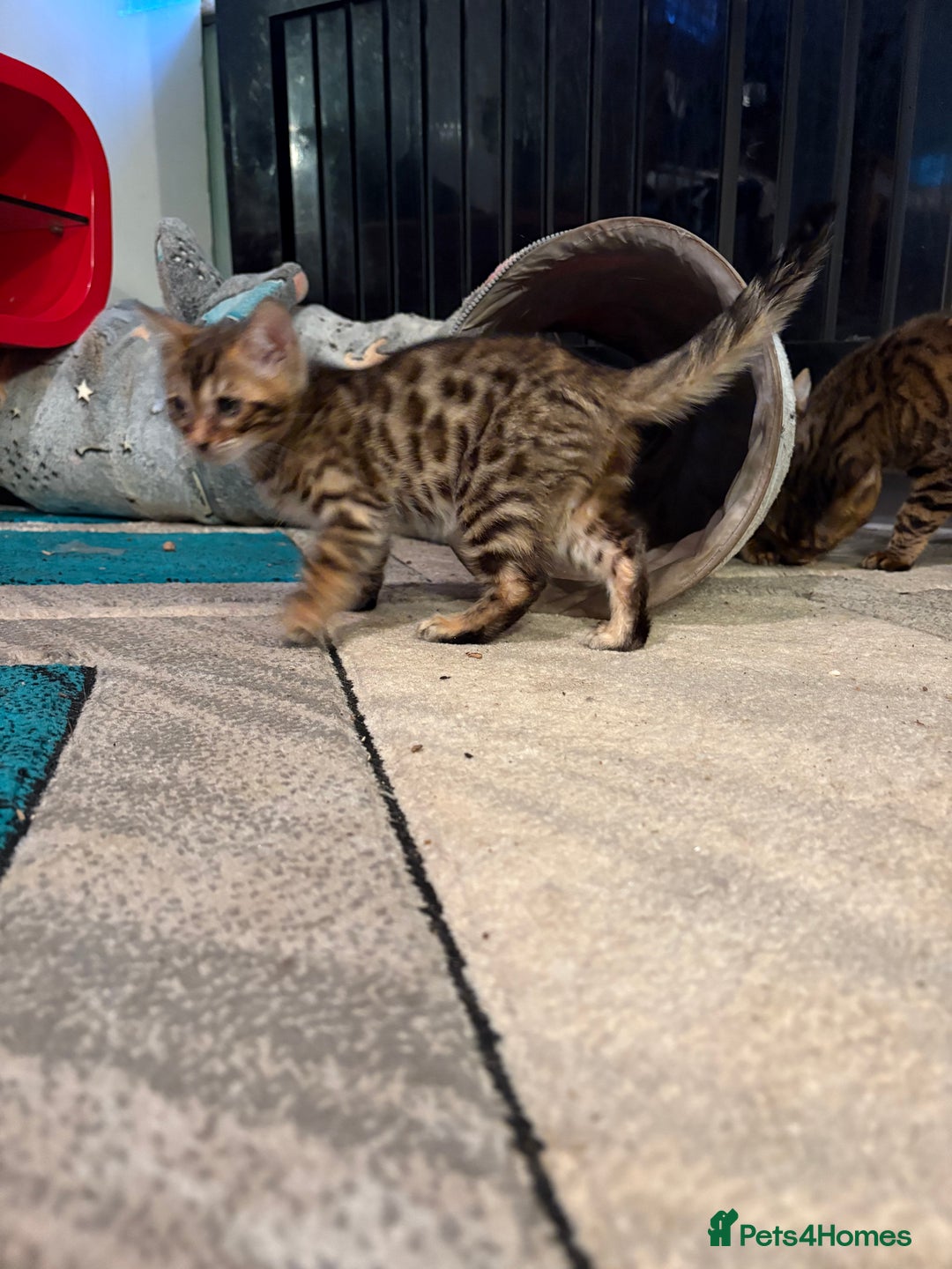 Bengal cats for sale: Pedigreed/registered Bengal kittens - Advert 7