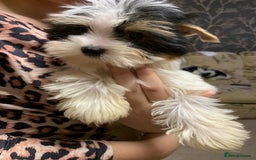 Biewer Terrier dogs for sale: Gorgeous Biewer Terrier boys - Image 6