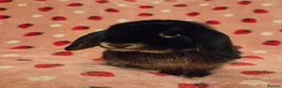 Mini Lop rabbits for sale: Black Otter pure mini lop Buck 🩵 very very tame - Advert 5