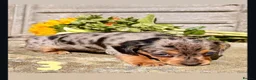 Miniature Dachshund dogs for sale: 💕 Lovely Miniature Dachshund Puppies - Advert 6