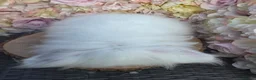 Angora rabbits for sale: Adult female teddy widders - Advert 8