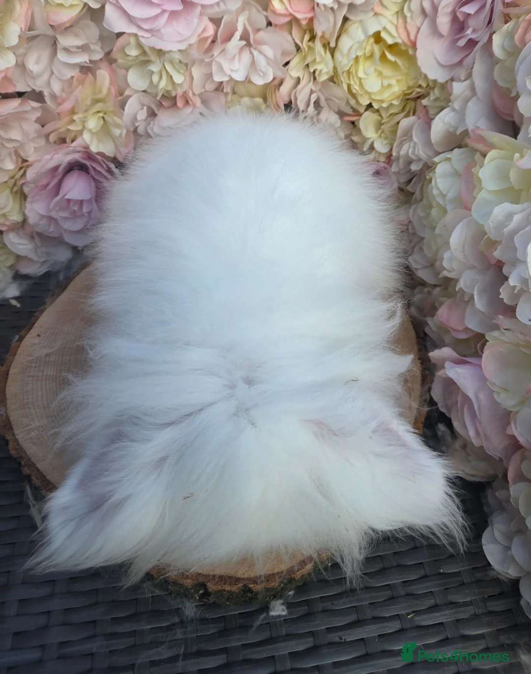 Angora rabbits for sale: Adult female teddy widders - Advert 8