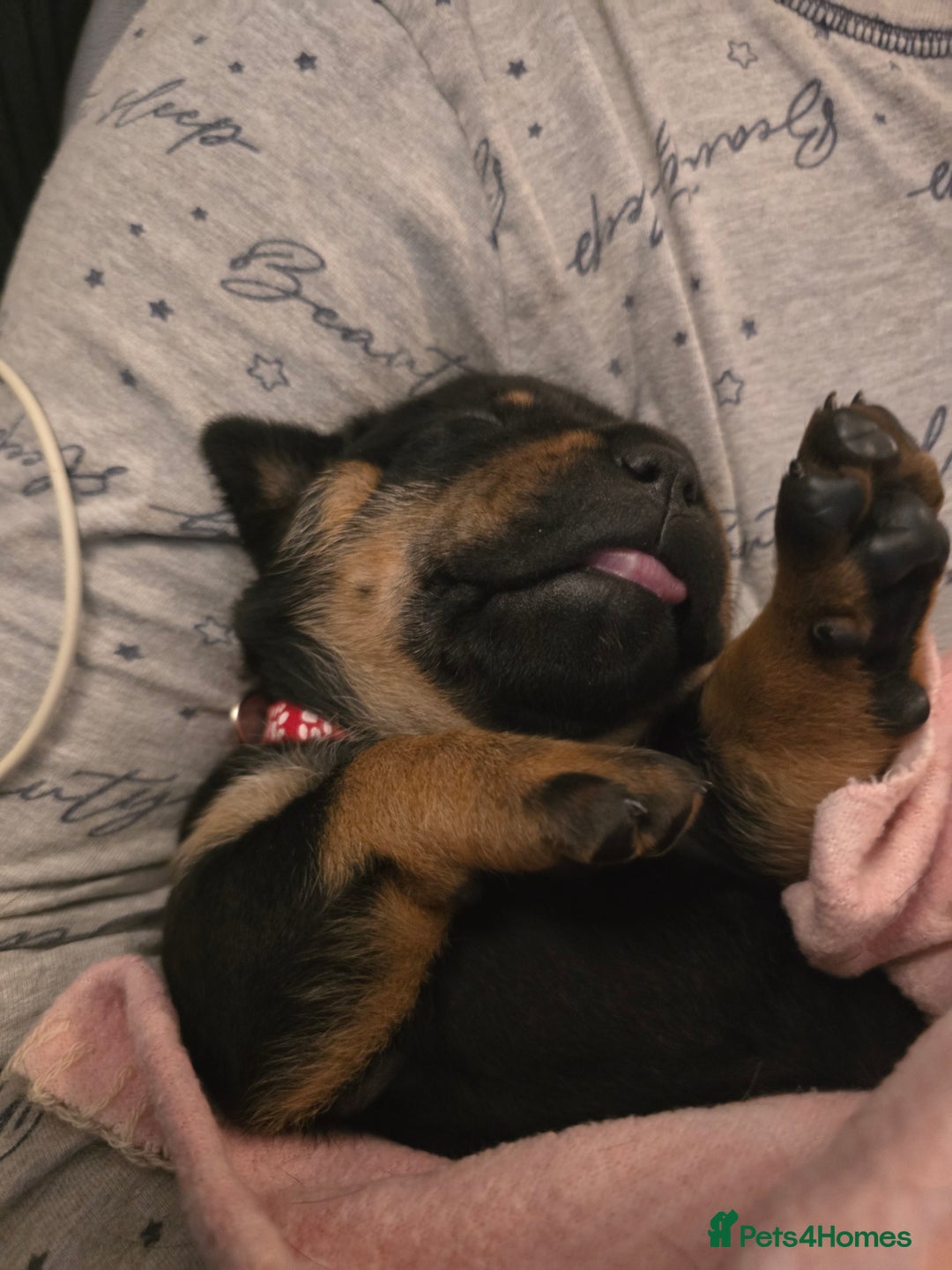 Rottweiler dogs for sale: 2 female rottweiler pups - Advert 7