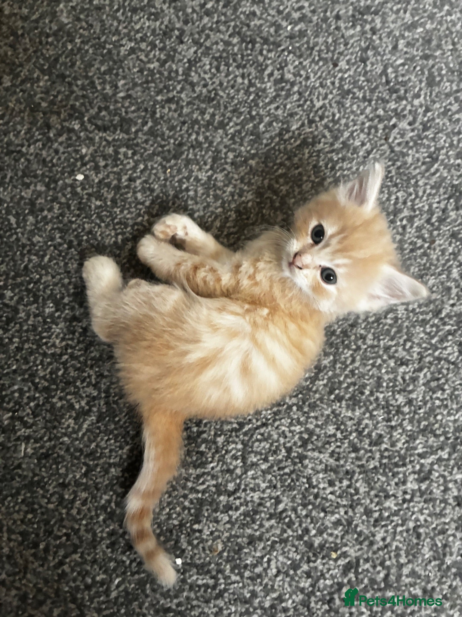 Mixed Breed cats Adorable playful kittens  - Advert 1