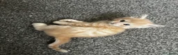 Mixed Breed cats for sale: Adorable playful kittens  - Advert 1