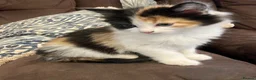 Mixed Breed cats for sale: Litter of 4 beautiful kittens  - Advert 18