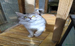 Maine Coon cats for sale: Beautiful NEUTERED boy  - Image 7