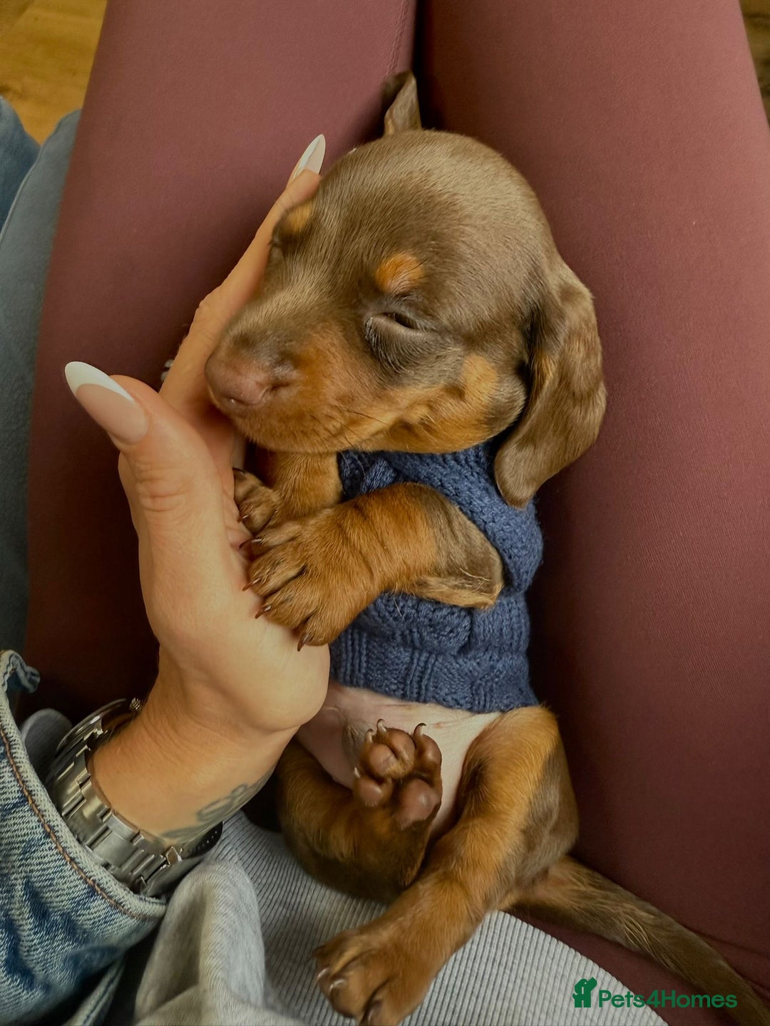 Miniature Dachshund dogs for sale: Miniature dachshund puppy  - Image 1
