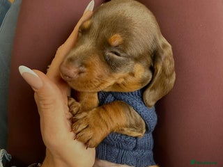 Miniature Dachshund dogs for sale - Advert 1