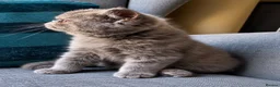 Exotic cats for sale: Exotic Shorthair Kittens For Sale - Advert 8