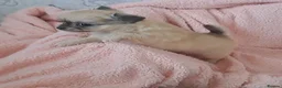 Chihuahua dogs for sale: Long Coat Chihuahua pups - Advert 27