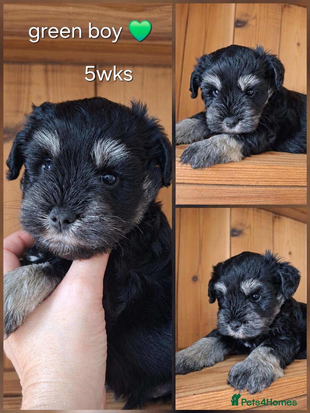Miniature Schnauzer dogs Stunning black and silver Miniature Schnauzer Pups - Advert 1
