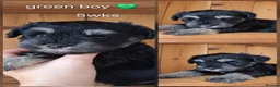 Miniature Schnauzer dogs for sale: Stunning black and silver Miniature Schnauzer Pups - Advert 2