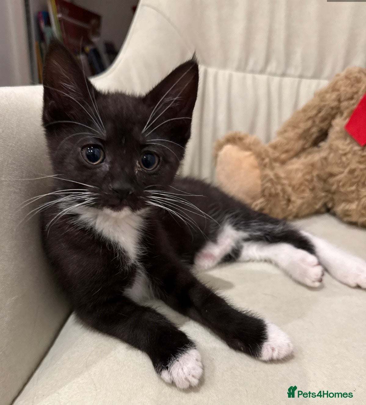 Mixed Breed cats Mixed breed kittens  - Advert 2