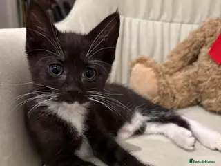 Mixed Breed cats Mixed breed kittens - Advert 2