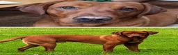 Labrador Retriever dogs for sale: EXCEPTIONAL KC reg DARK FOX RED LAB PUPS DUE  - Advert 8