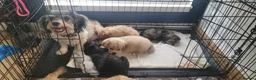Cavapoo dogs for sale: F2 Cavapoo puppies in Forfar - Advert 10