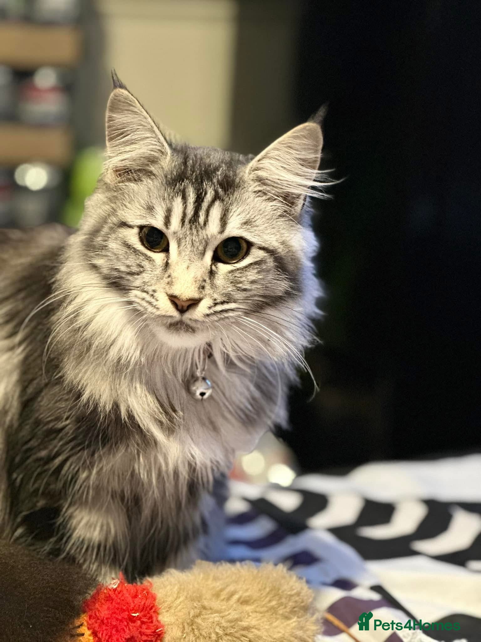 Maine Coon cats Pure bred Mainecoons - Advert 1