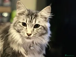 Maine Coon cats Pure bred Mainecoons - Advert 1