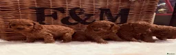 Cavapoo dogs for sale: Stunning deep red TOY cavapoo pups - Advert 15