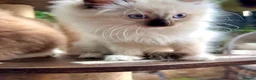 Ragdoll cats for sale: 🏆Imperial Grand Champion Sons! - Advert 15