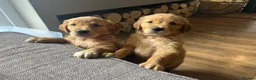 Golden Retriever dogs for sale: Ivys Golden retriever pups 🫶 - Advert 9