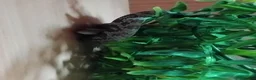 Corn Snake reptiles for sale: 2 corn snakes with 2 set ups - Advert 7