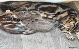 Maine Coon cats for sale: Gorgeous blue female Mainecoon  - Image 5