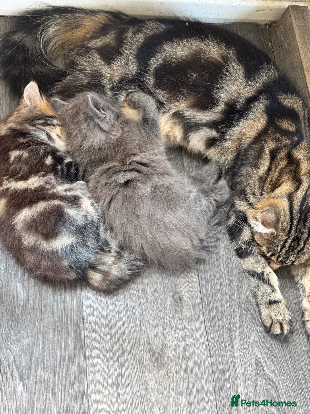 Maine Coon cats for sale: Gorgeous blue female Mainecoon  - Image 5