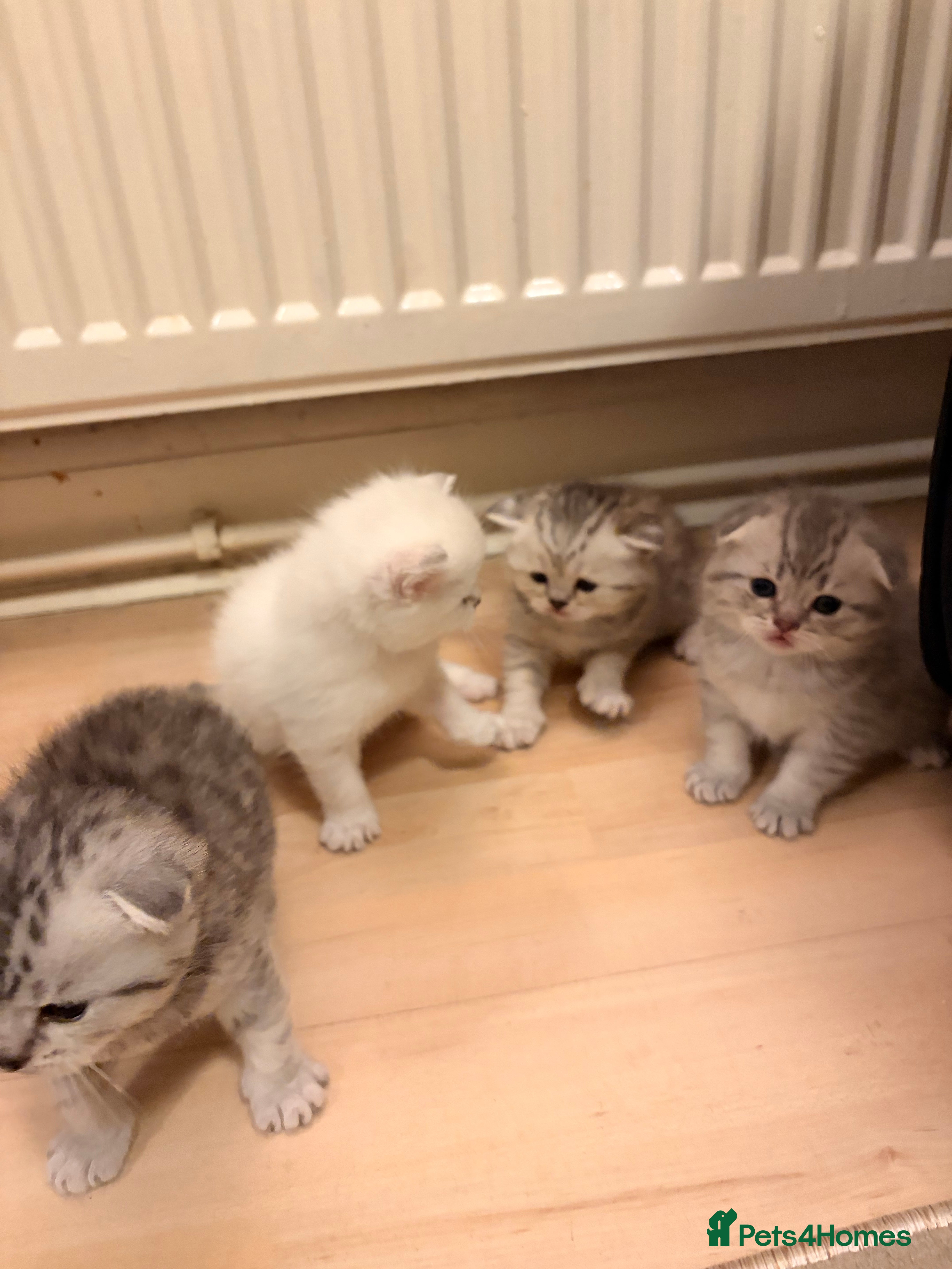 Scottish Fold cats  Adorable Scottish Fold Kittens in London - Advert 2