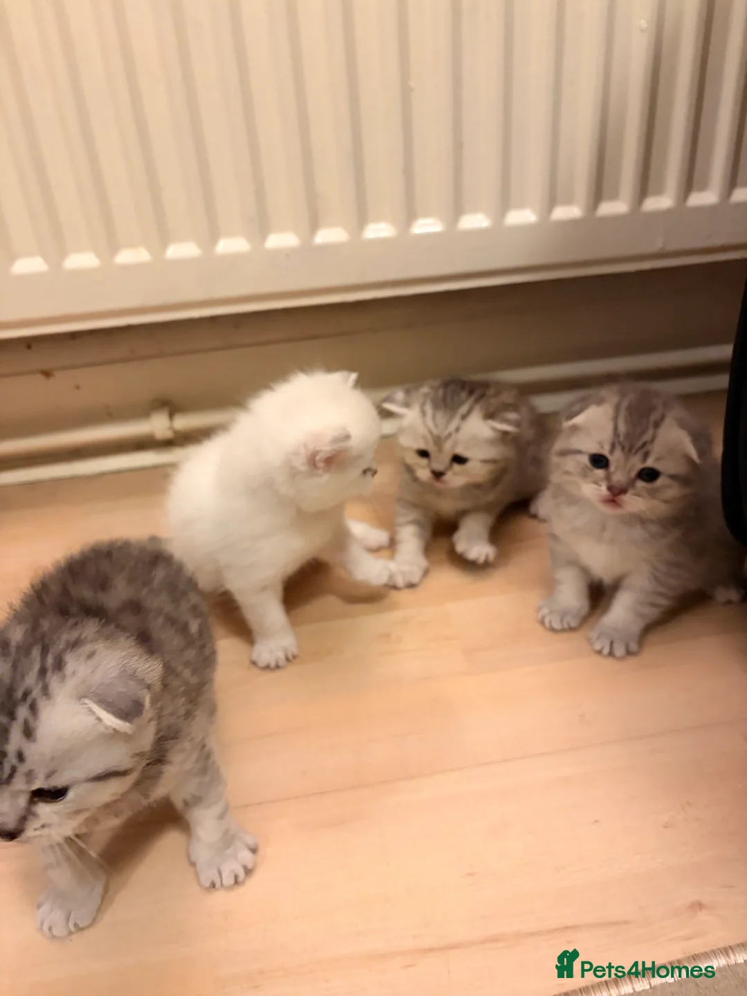 Scottish Fold cats for sale:  Adorable Scottish Fold Kittens in London - Advert 1